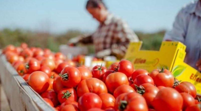 Eksportet bujqësore rriten me 19.5 për qind, prodhimet shqiptare konkurruese në tregjet e huaja